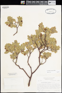 Arctostaphylos pungens image