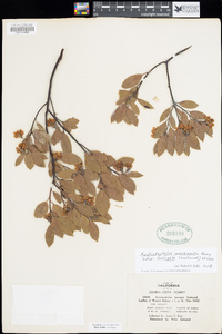 Arctostaphylos manzanita image