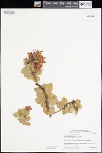 Arctostaphylos pringlei image