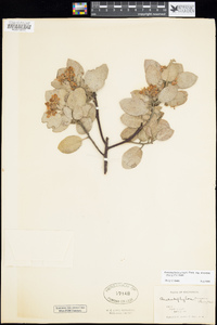 Arctostaphylos pringlei image