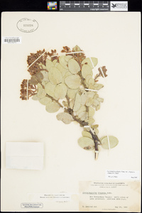 Arctostaphylos pringlei image