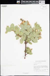 Arctostaphylos pringlei image