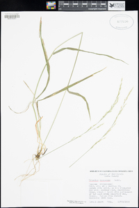 Trisetum canescens image