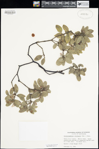 Arctostaphylos silvicola image