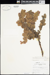 Arctostaphylos purissima image