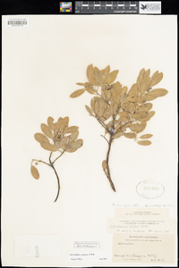 Arctostaphylos pungens image