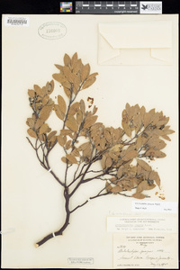 Arctostaphylos pungens image