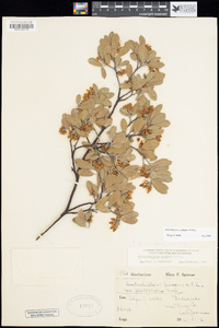 Arctostaphylos pungens image