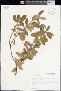 Arctostaphylos crustacea image