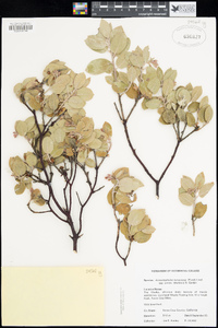 Arctostaphylos tomentosa subsp. crinita image