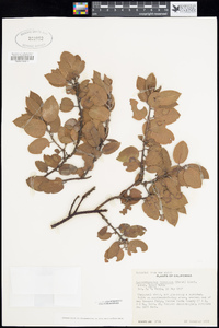 Arctostaphylos tomentosa image