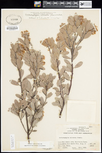 Arctostaphylos silvicola image