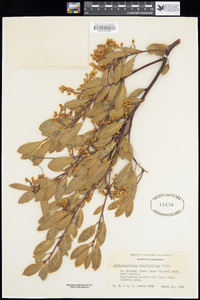 Arctostaphylos stanfordiana image