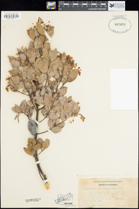 Arctostaphylos stanfordiana image