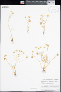 Limnanthes alba subsp. versicolor image