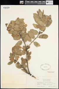 Arctostaphylos tomentosa image