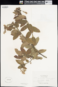 Arctostaphylos tomentosa image