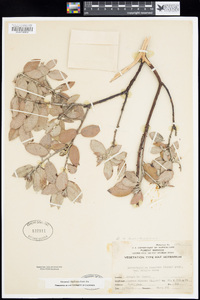 Arctostaphylos crustacea subsp. crinita image