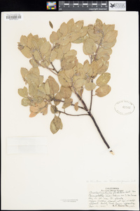 Arctostaphylos crustacea subsp. crinita image