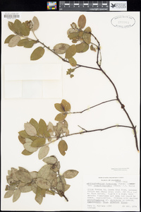 Arctostaphylos crustacea subsp. crinita image