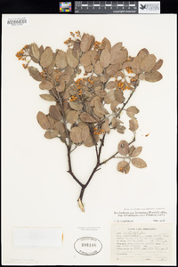 Arctostaphylos tomentosa subsp. tomentosa image