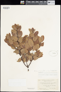 Arctostaphylos tomentosa subsp. tomentosa image