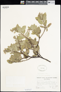 Arctostaphylos tomentosa subsp. insulicola image