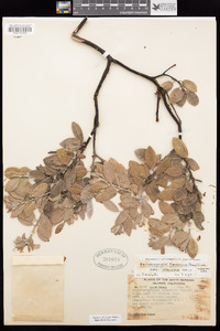 Arctostaphylos crustacea subsp. insulicola image