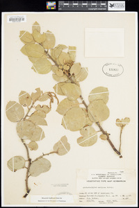 Arctostaphylos viscida image