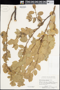 Arctostaphylos viscida image