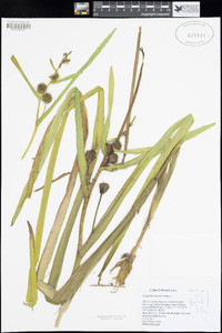 Sparganium angustifolium image