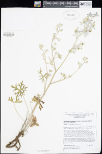 Delphinium variegatum subsp. kinkiense image