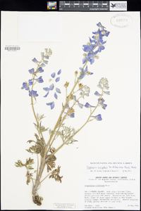 Delphinium variegatum subsp. thornei image