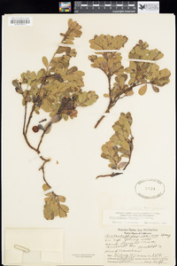 Arctostaphylos uva-ursi image