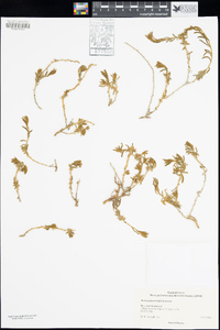 Sclerolaena patenticuspis image