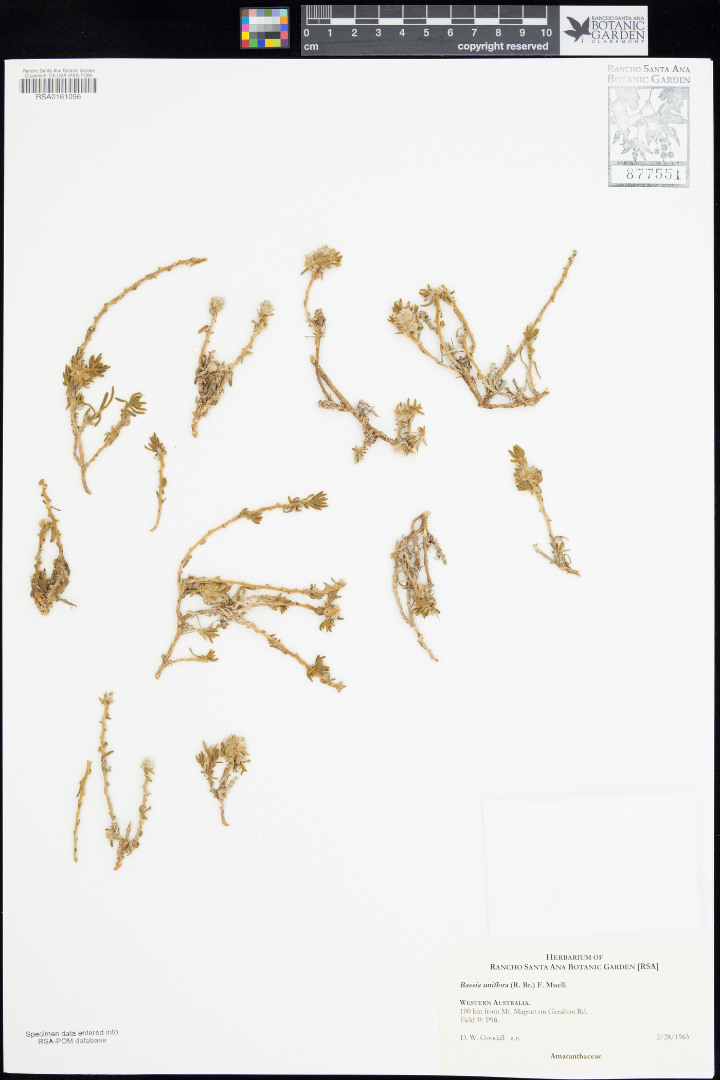 Sclerolaena uniflora image