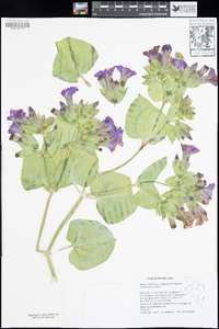 Mirabilis multiflora var. pubescens image