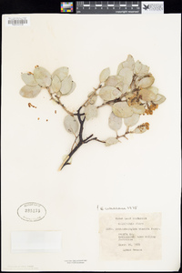 Arctostaphylos viscida image