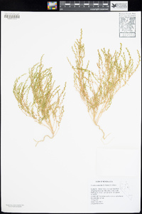 Suaeda calceoliformis image