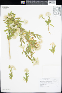 Baccharis salicifolia image