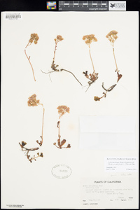 Sedum paradisum subsp. subroseum image
