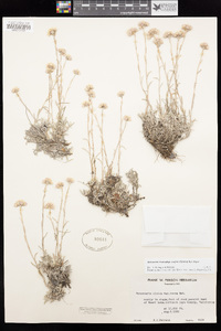 Antennaria rosea subsp. confinis image