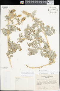 Argemone pleiacantha subsp. pleiacantha image