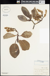 Arbutus menziesii image