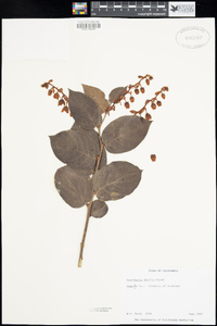 Gaultheria shallon image