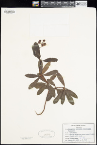 Chimaphila umbellata subsp. occidentalis image