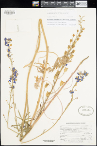 Delphinium parryi subsp. parryi image