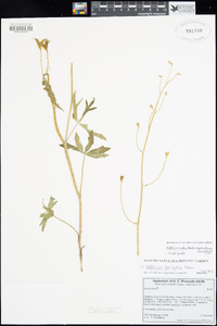 Delphinium patens subsp. montanum image