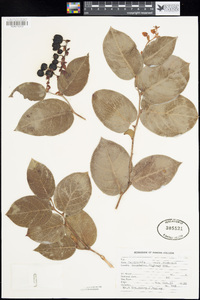 Gaultheria shallon image