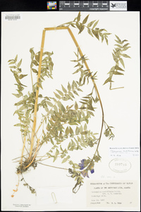 Polemonium caeruleum subsp. villosum image